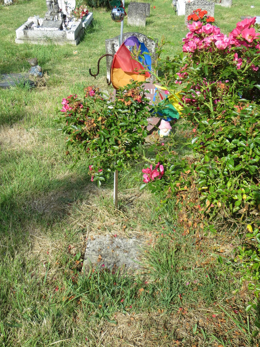 HAY-52.V.311 (D(H)) 1