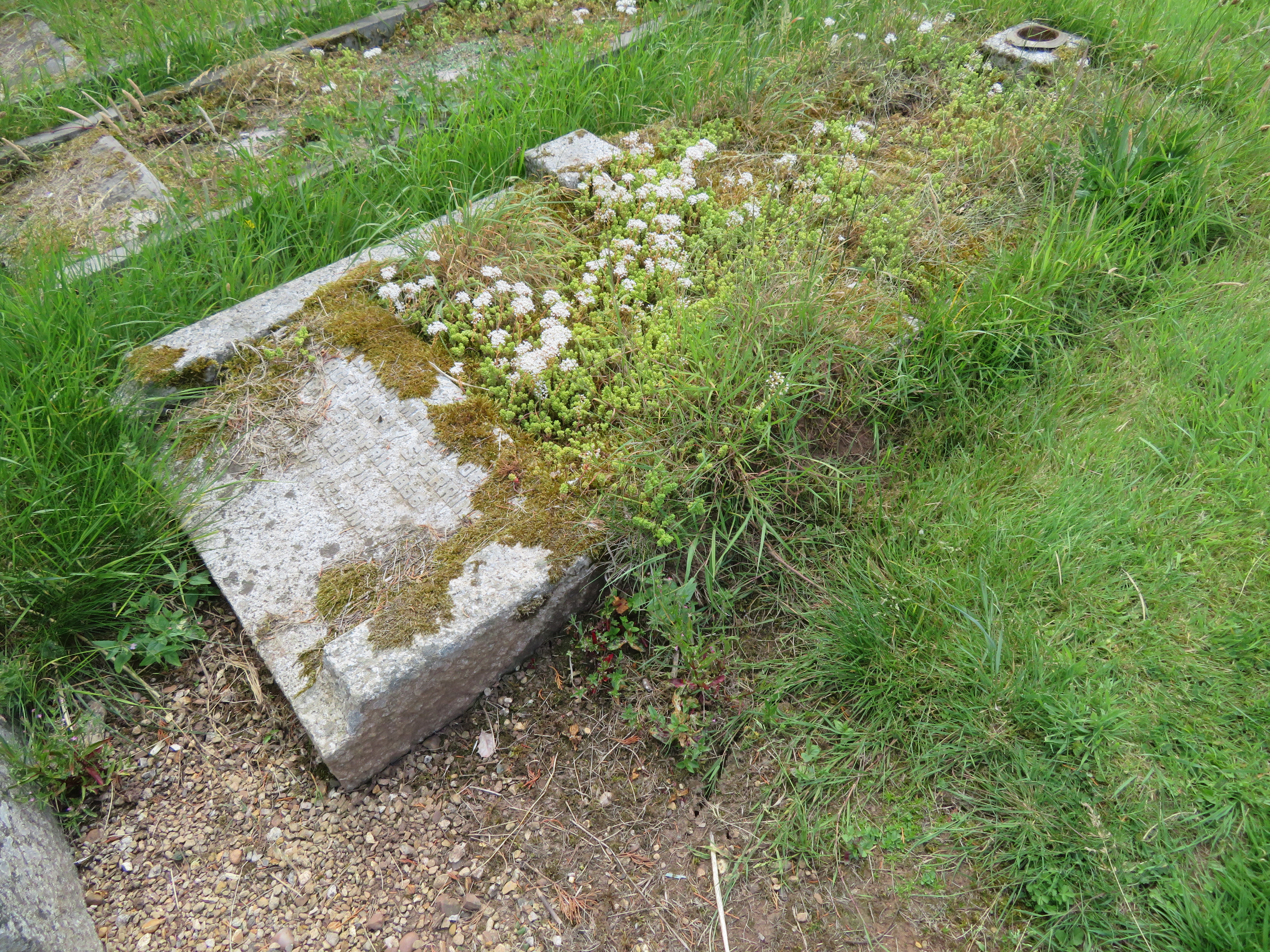 MSN-N.H.07 1 Sperring