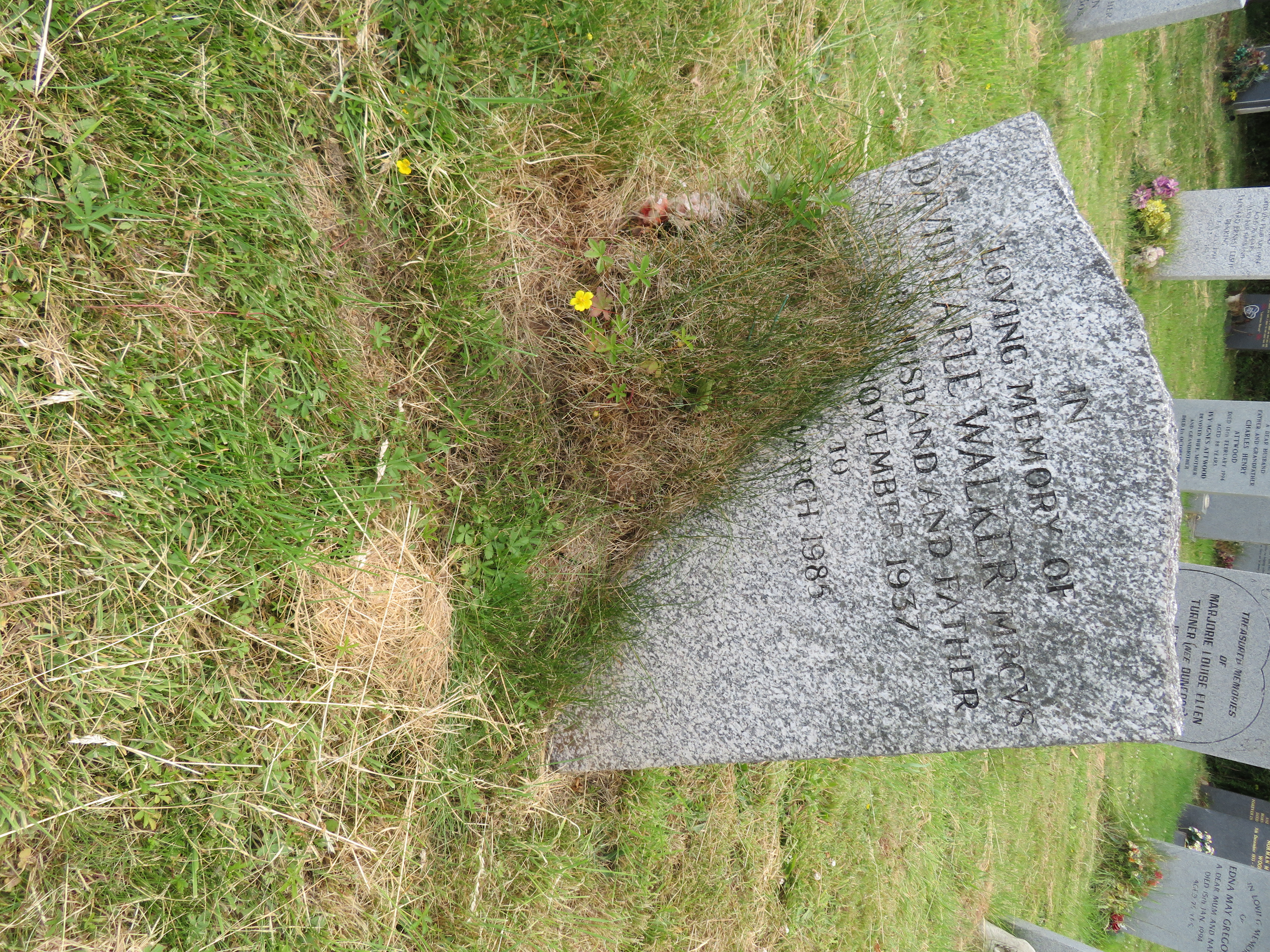 MSN-N.OO.17 1 Walker