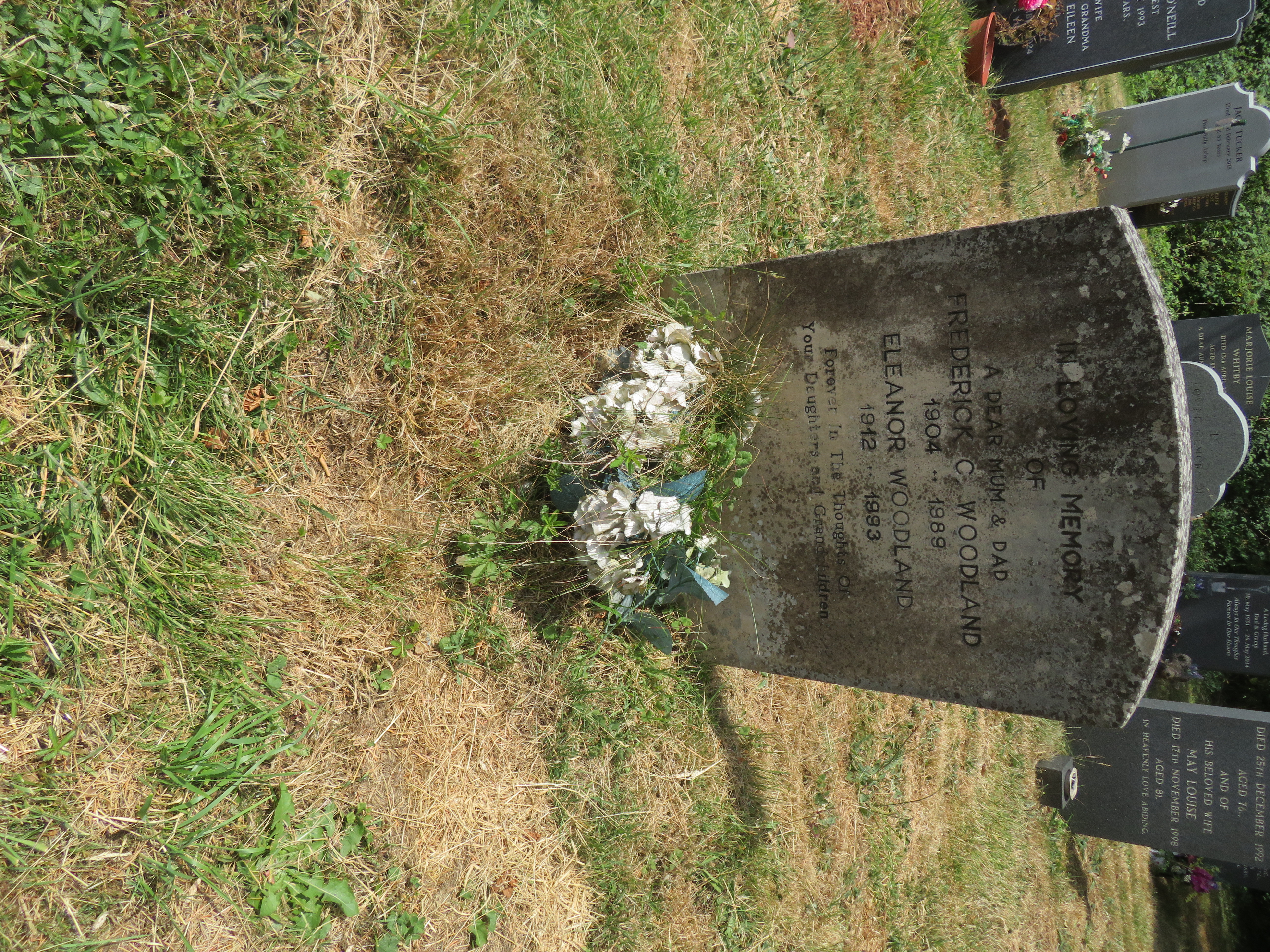 MSN-N.PP.06 1 Woodland