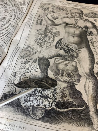 Johann Remmelin (1583-1632), a doctor and mathematician, pioneered the use of ‘lift the flap’ books to teach anatomy with accurate representations of the organs in layers. Here the brain of a woman is exposed with the serpent twining around it. 