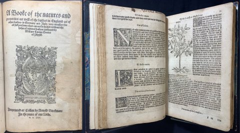 William Turner (1509/10-1568) was Dean of Wells, a physician and botanist. His herbal was the first botanical list of English plants in English, rather than Latin. Alongside the woodcuts Turner gave information on their medical uses and virtues. This volume was also issued with one of the first medical examinations of the efficacy of Bath’s thermal waters.